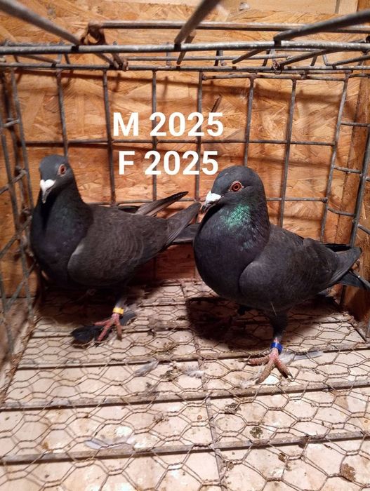 Pereche voiajori sport negri