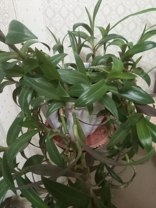 Комнатные цветы разные