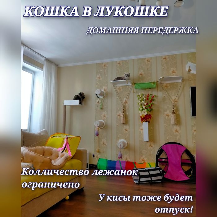 Домашняя передержка для кошек