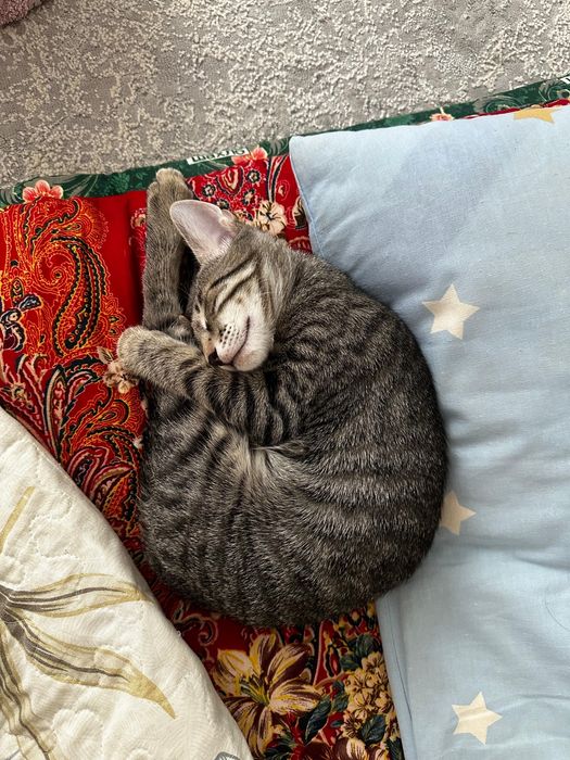 Отдам котёнка в добрые руки, БЕСПЛАТНО!