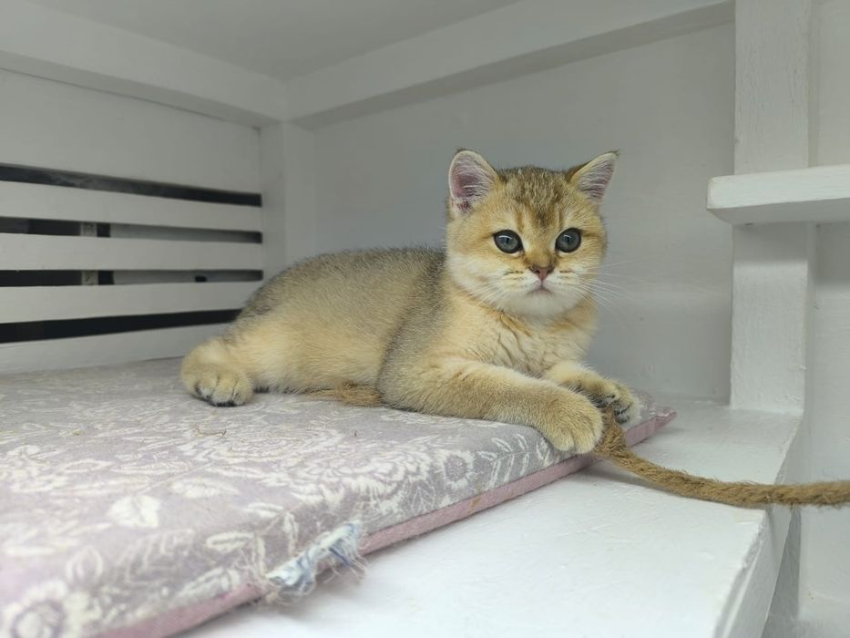 КоТик и кошЕчка  .ЗоЛоТо