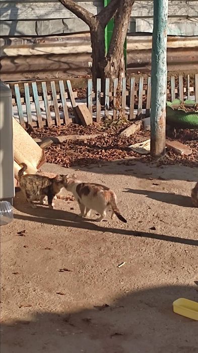 Отдаю кошечку в хорошие руки