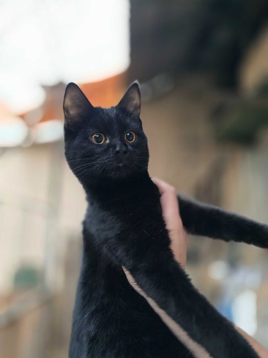 Котёнок, мальчик, 6 месяцев