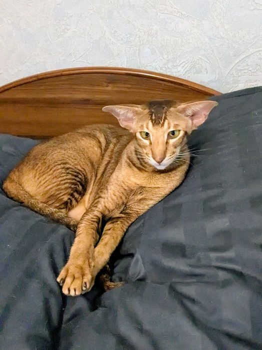 Ориентальная кошка Лёлька
