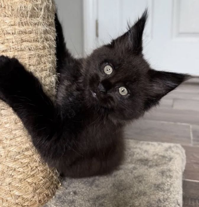 Котёнок Мейн Кун Чёрный Дым