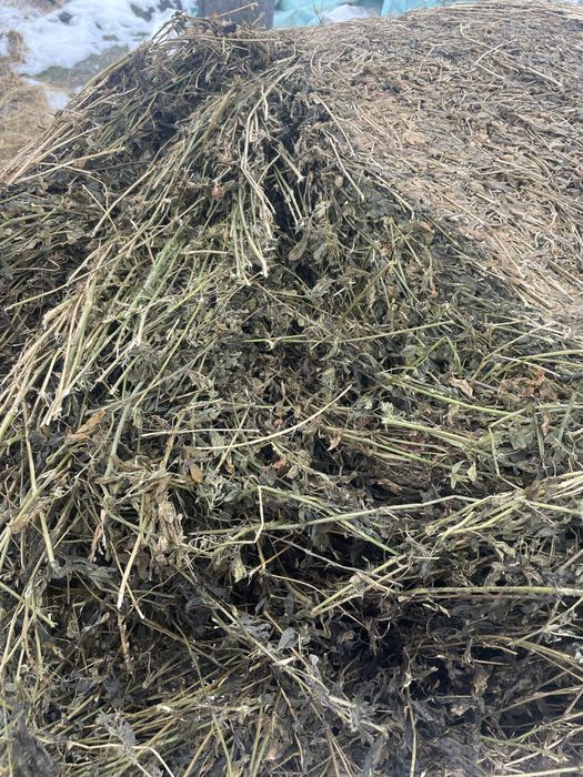 baloti infoliati de lucerna