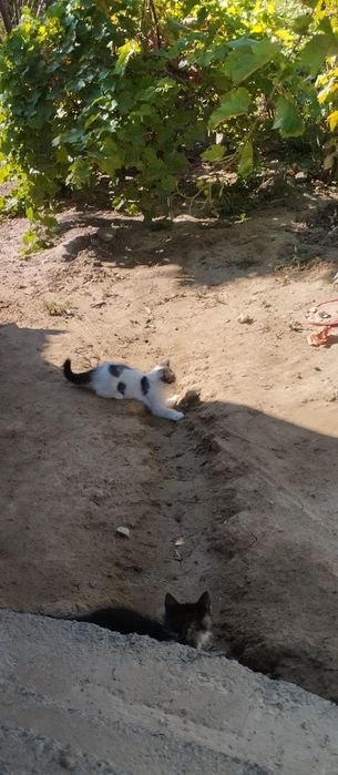Котенок бесплатно!