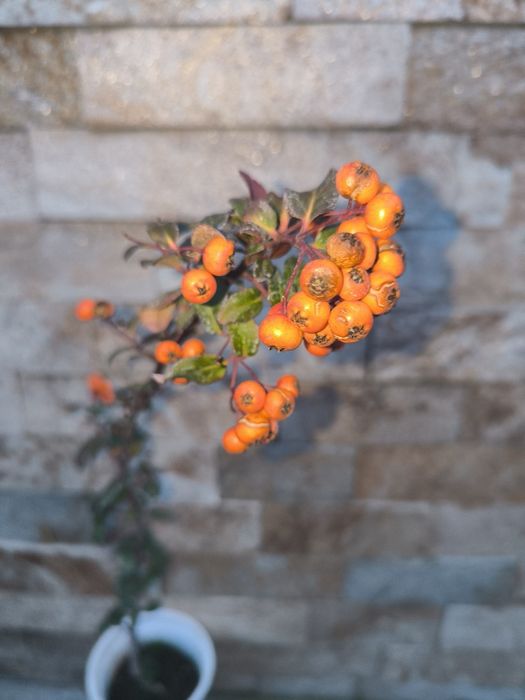 Банан Муса студоустойчив Глициния Вистерия Текома Лоницера