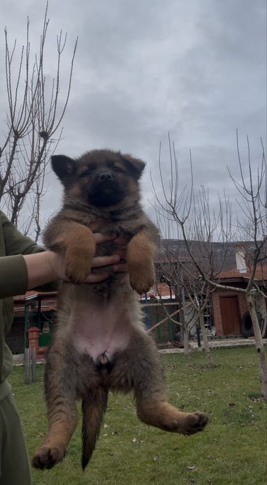 Чистокръвни Немски Овчарки