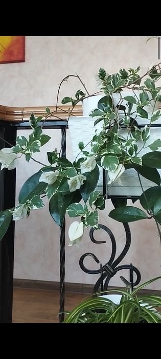 Бугенвиллии разные.