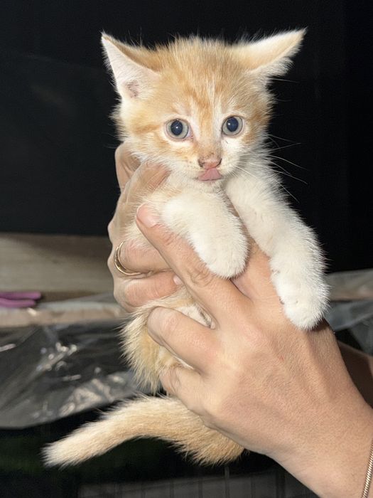 Котята крысоловы