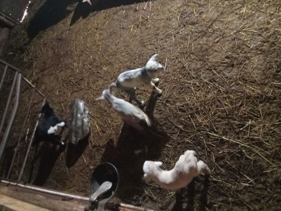 Schimb capre cu iezi pe oi