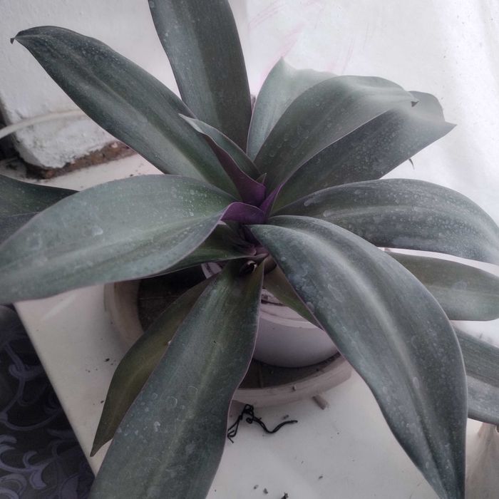 Цветы домашние для дома