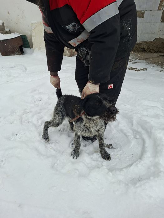 Дратхар девочка 1.5 года