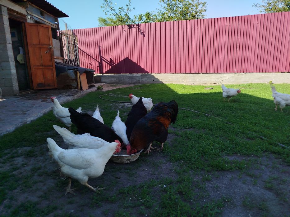 Несушки 2000 тг 8 шт