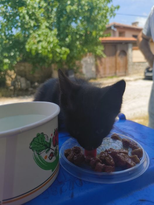 Черно мъжко коте