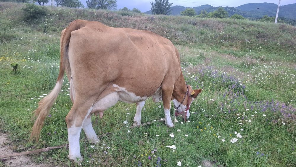 Vând Vacă și junică