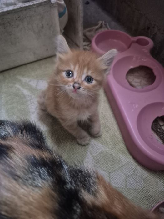 Продам котят веслоухих