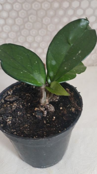 Комнатные растения, район Евразии