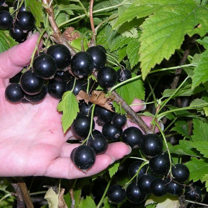 Продам саженцы крупной чёрной смородины.