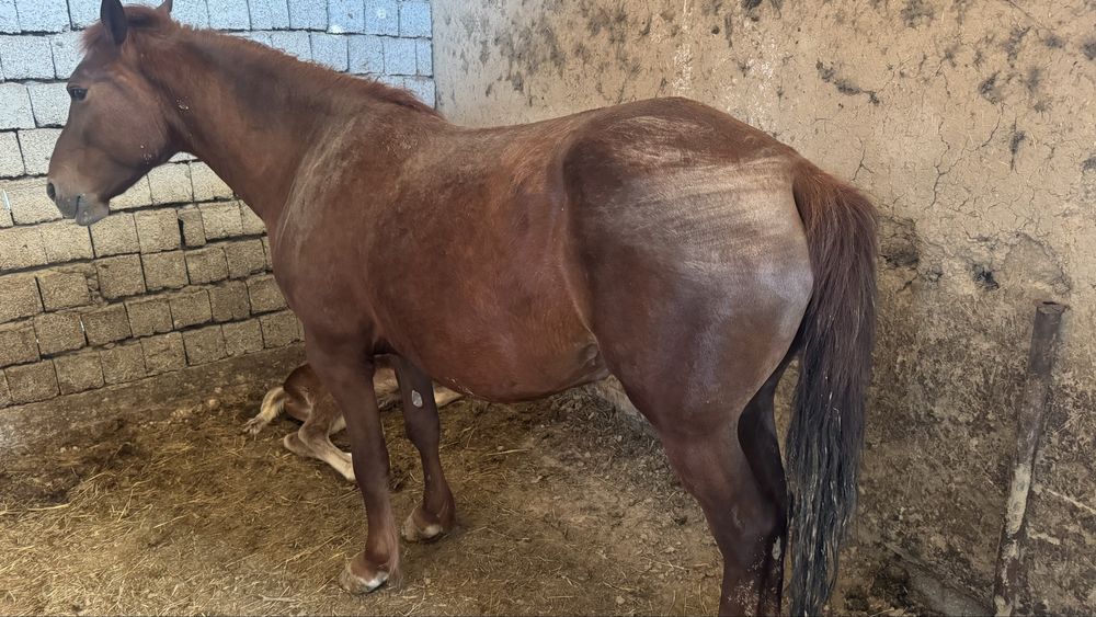 Бие сатылады 2ші тума