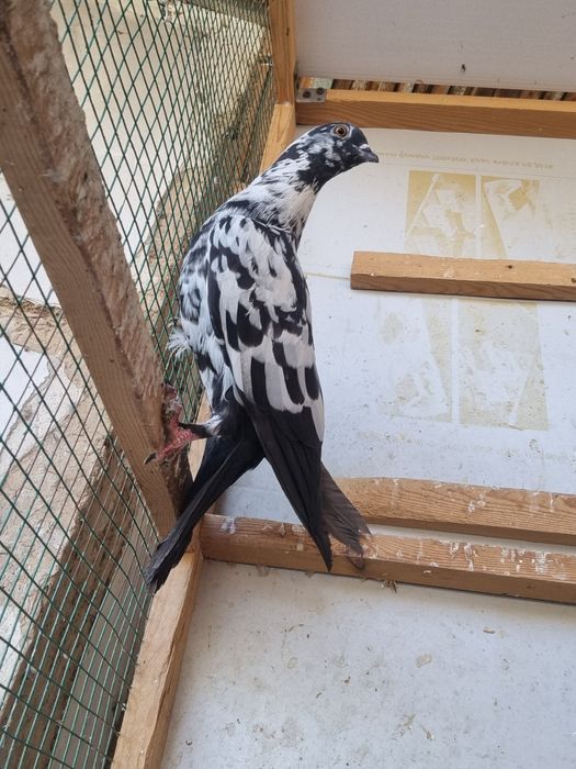 Arzon Kaptarla sotiladi