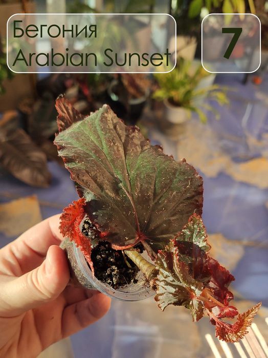 Бегония аравийский закат (Arabian Sunset)