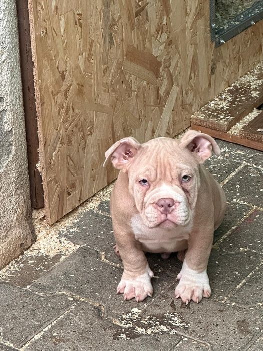 American bully de vanzare Lugoj • OLX.ro