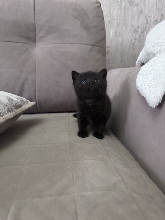 Ктоята скотиш страйт