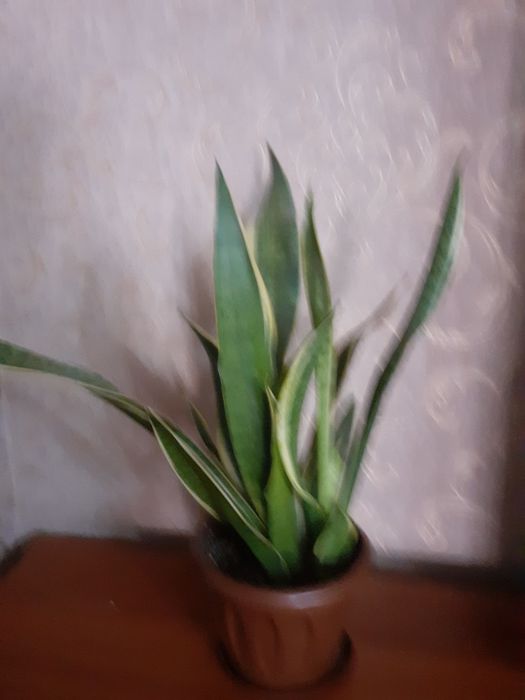 Продаю цветок сансевера