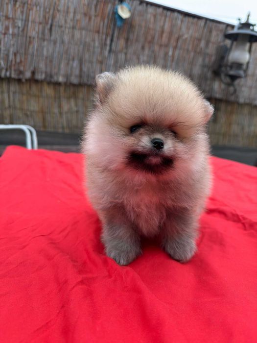 Băiețel pomeranian