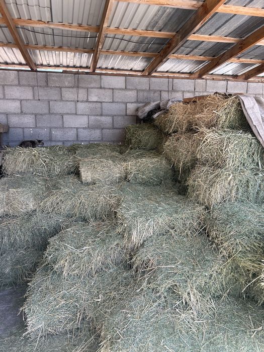 Сено, шөп сатам’