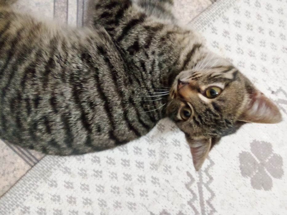 Кошка ласковая добрая