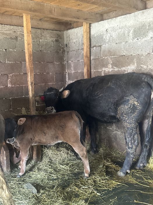 Vand junca cu vitica