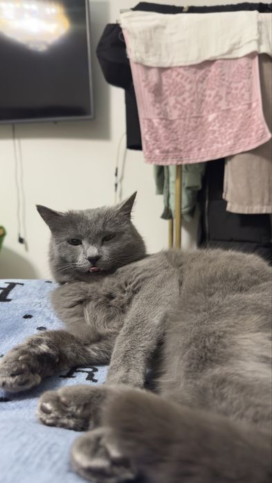 Вийаска моззи киз мушклар билаг севшади нархи 300 минг нелшамиз