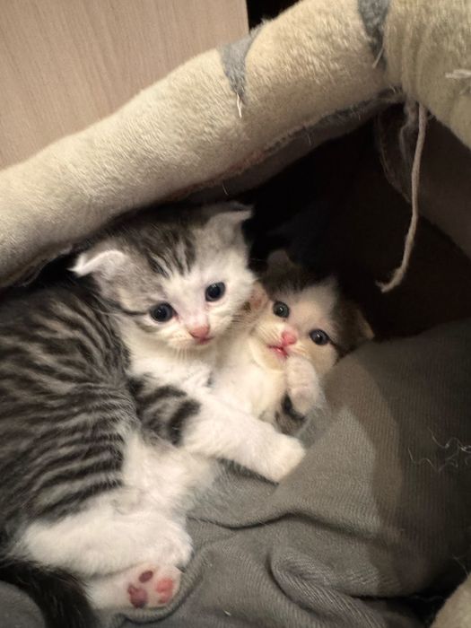 Продаются милые котята