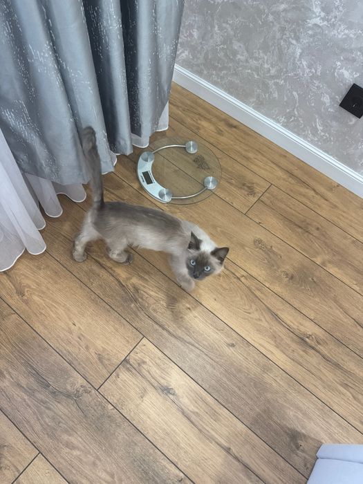 Кошку в добрые руки
