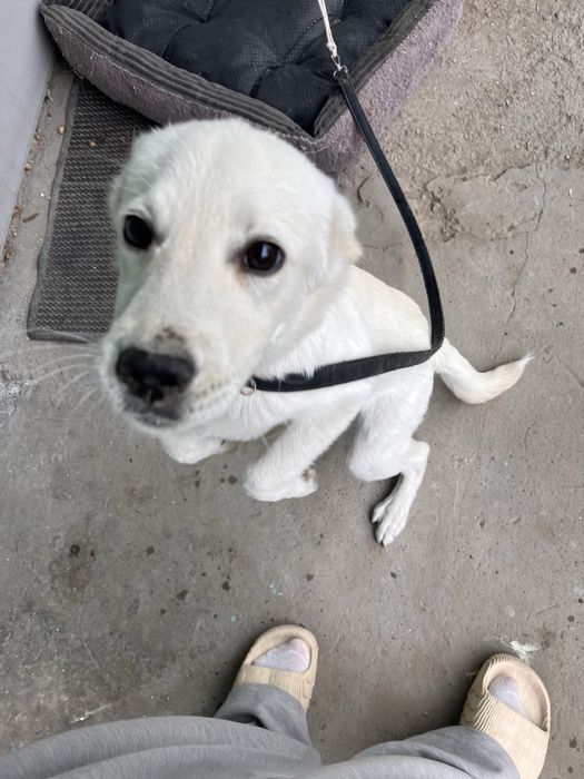 Лабродор Ретривер, щенок (5 месяцев),