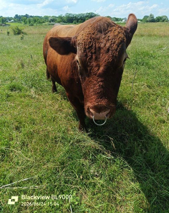Vând taur in varsă de 5 ani