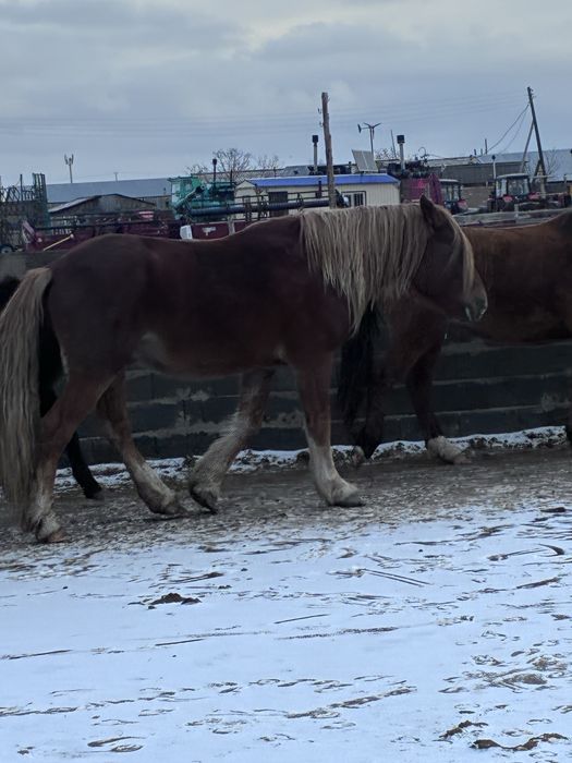 Продам русский тяжеловоз