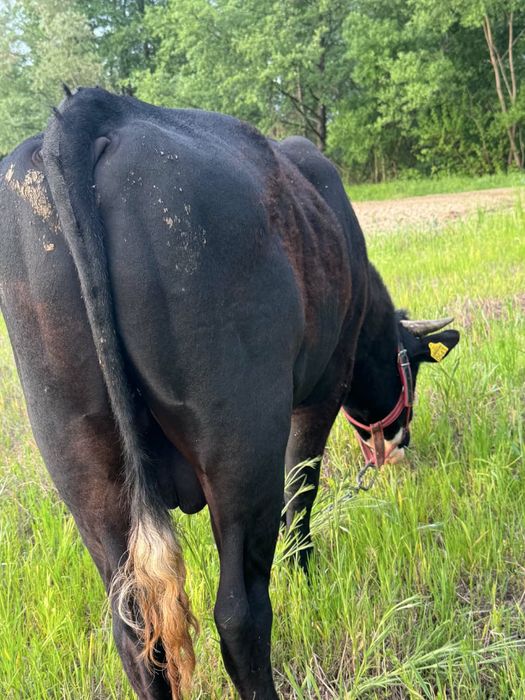 Vând taur belgian