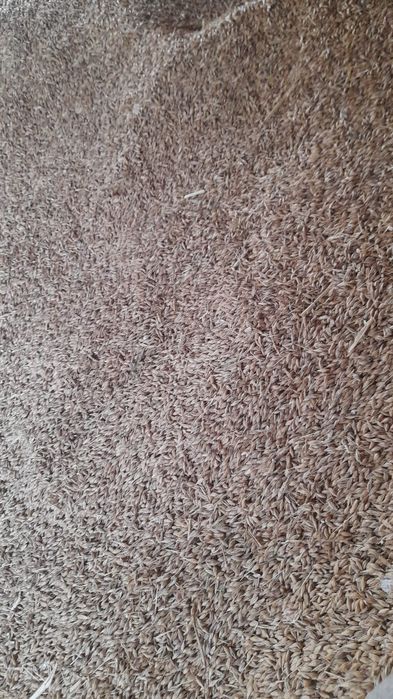 Recoltă 2025: orz, grâu și porumb