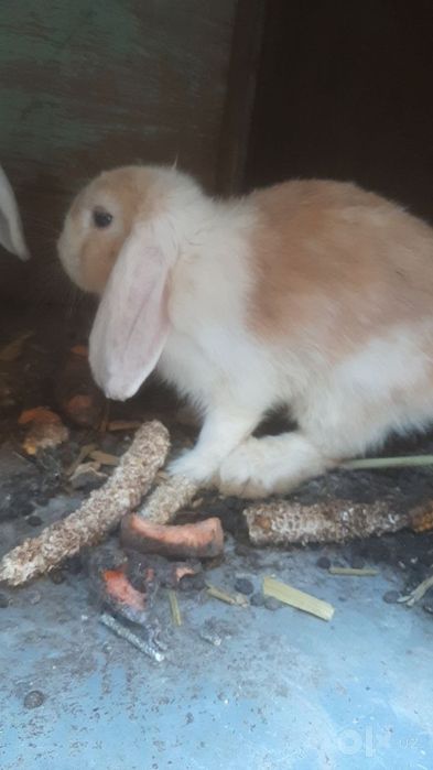 Куён карлик бран