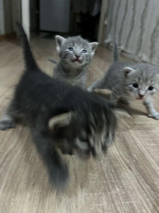 Мысық, кішкентай