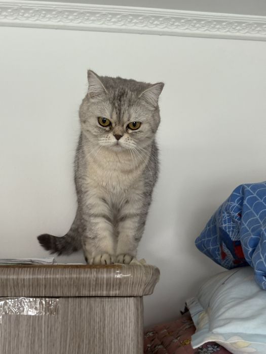 Британский парода