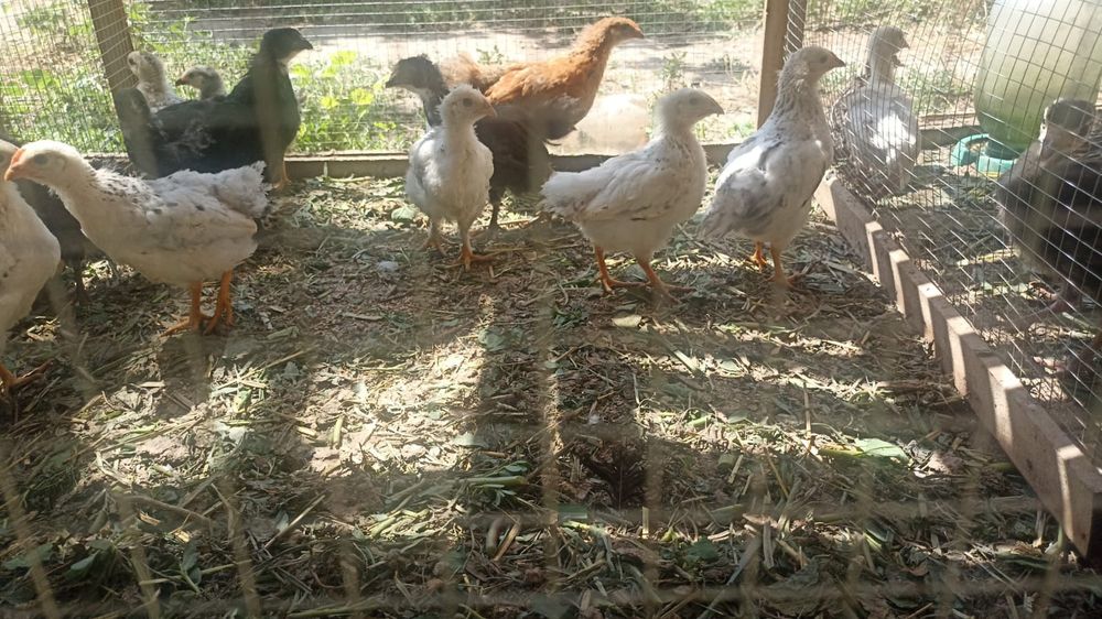 Индуки срочно продам и тауык балапаны