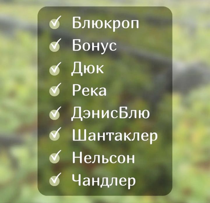 Голубика - ходовые сорта