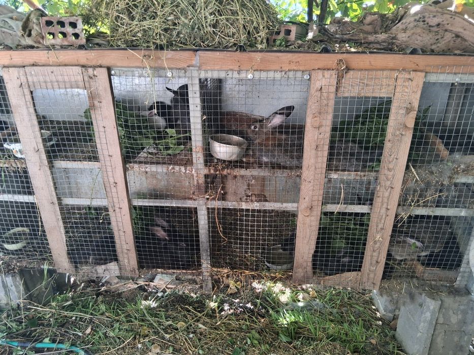 Продавам эайци 0 8 9 6 3 5 7 4 1 7