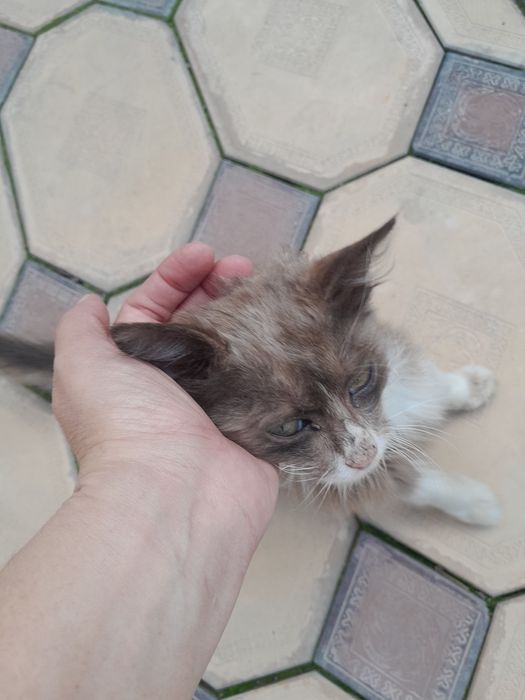 Котёнок мальчик в добрые руки