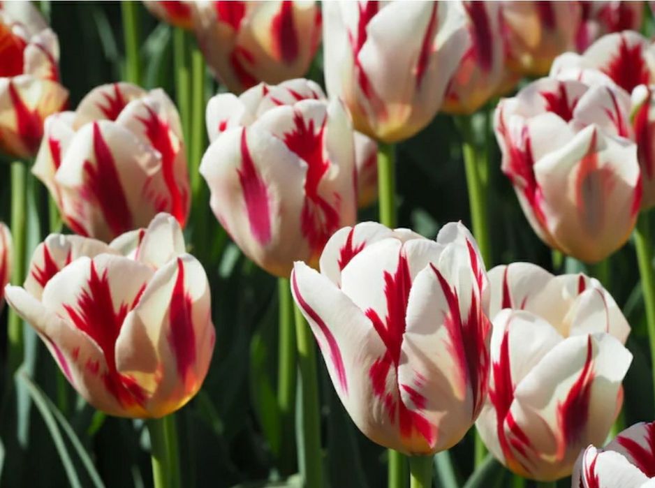 Предзаказ на 8 марта ТЮЛЬПАНЫ